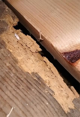 Woodworm And How To Deal With Them